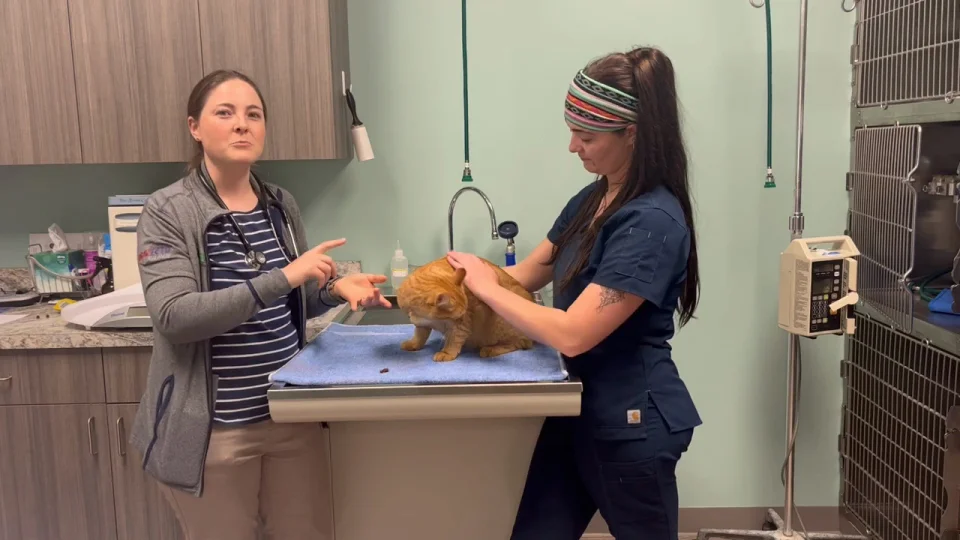 A Comprehensive Guide: Female Cat Behavior After Spaying  