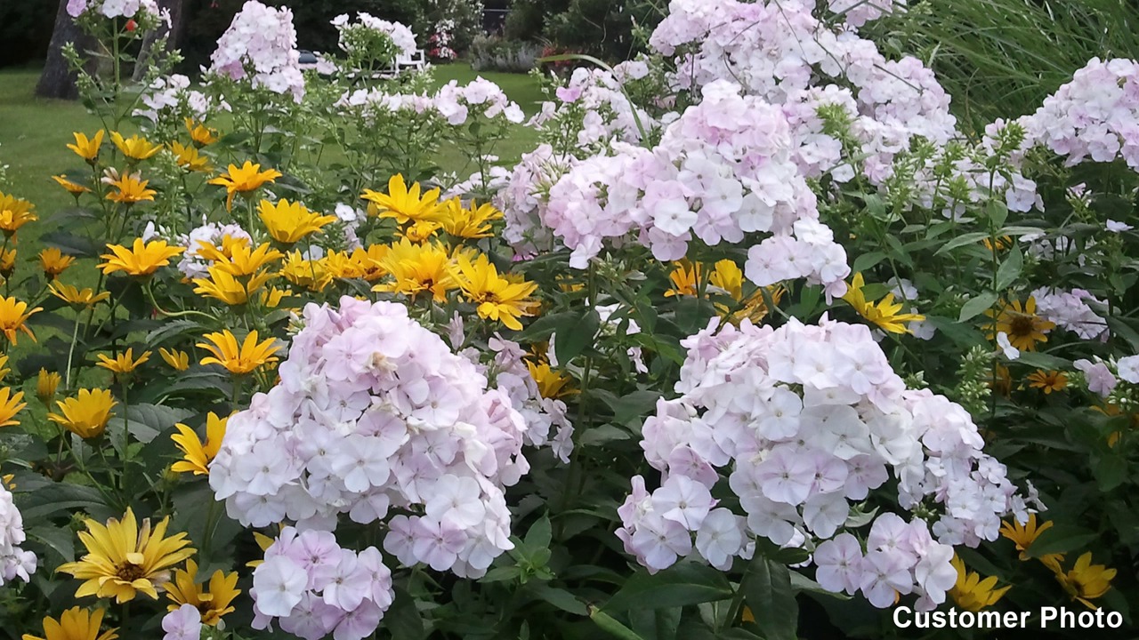 Forever Pink Phlox | American Meadows