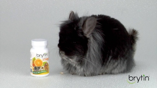 Play Video: Learn More About Brytin From Our Team of Experts