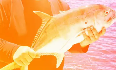 Herradura Report Video 0