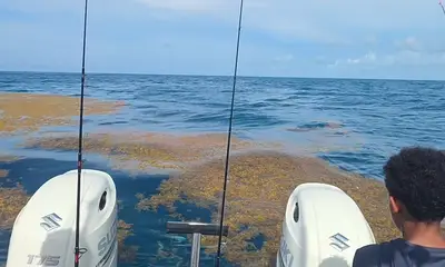 yellow tail frenzy.