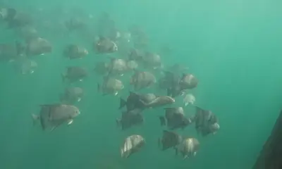 Virginia Beach Report Video 0