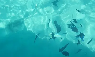 Thanks Captain Carlos, from Richie 