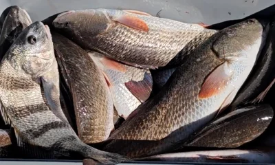 Port Aransas Verslag Video 0