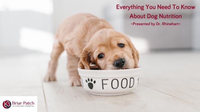 what kind of nutrition do dogs need