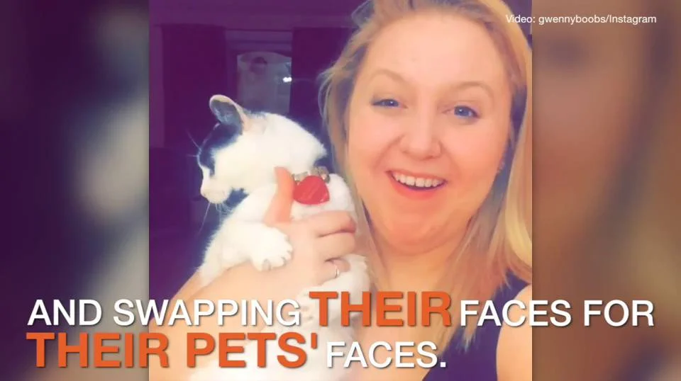 face switch with animals