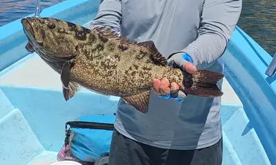 Bahía de los Ángeles Видео отчет 2