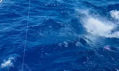 Sandys Report Video 0