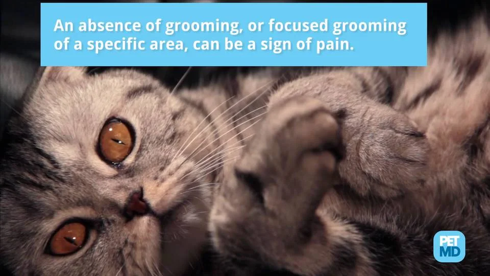 Cat Pain Signs And What To Do Petmd