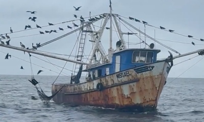 Six fish in one hour