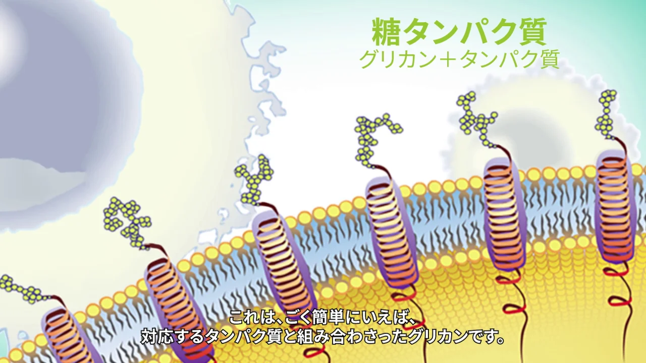 アンブロトース；細胞間コミュニケーション