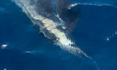 Sailfish are here 