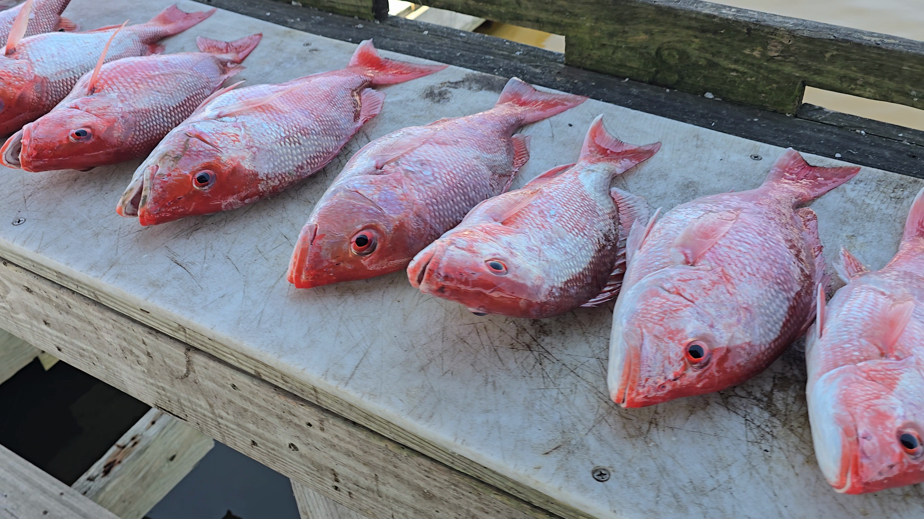 Business Card: Louisiana on the Fly