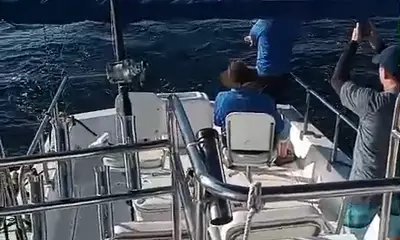 Cabo Fishing - 1\/2 Day Charter