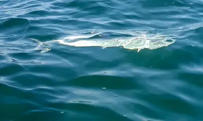 Naples Report Video 0