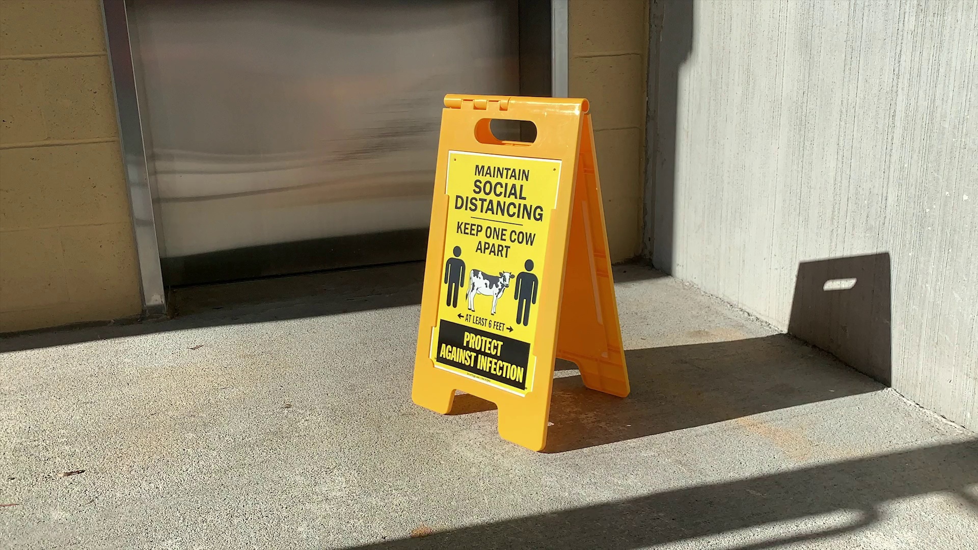 Social Distancing Cow Floor Boss Sign