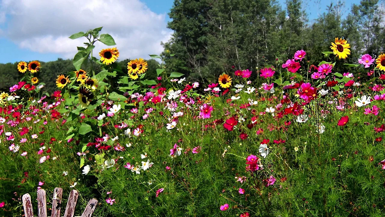 All Annual Wildflower Mix