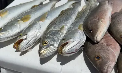 Sarasota Report Video 0