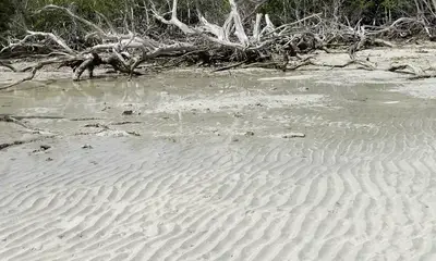 Finding a Horseshoe Crab