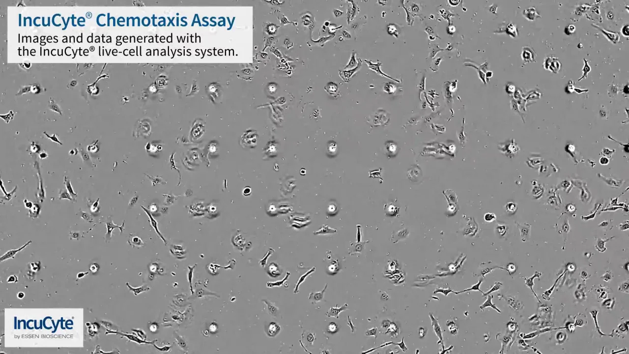 Cell Motility | Chemotaxis