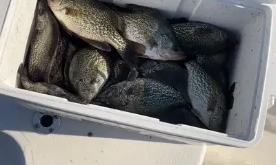 Clewiston Report Video 2