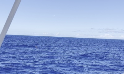 Honolulu Report Video 0