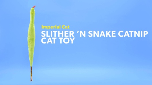 Play Video: Learn More About Imperial Cat From Our Team of Experts