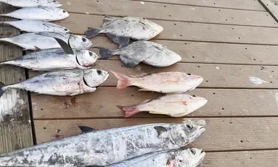 Great time catvhing tunas , king macks ,