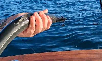 Dana Point Report Video 1