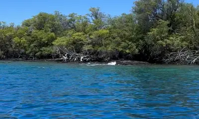 Kailua-Kona Report Video 0