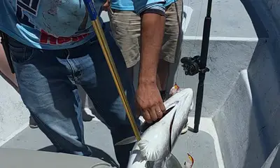 Bahía de los Ángeles Bericht Video 1