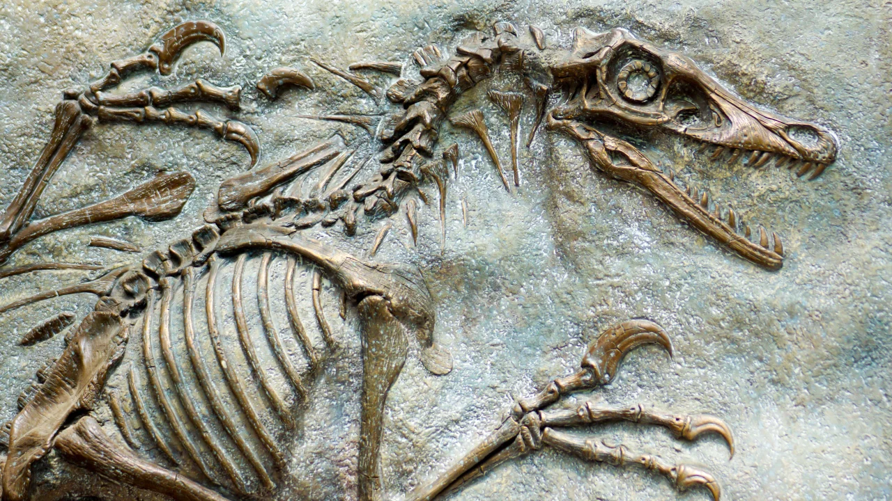 fossil record evidence for evolution