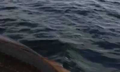 Tampa Bericht Video 0