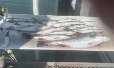 Bonita Springs Verslag Video 0