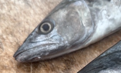 Fort Lauderdale Report Video 1