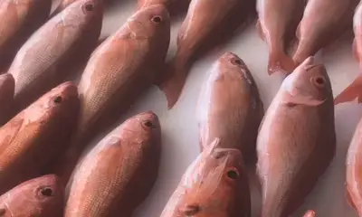Pensacola Report Video 0
