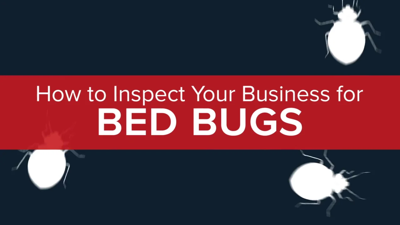 Bed Bug Signs To Watch For Around Your Maryland Home