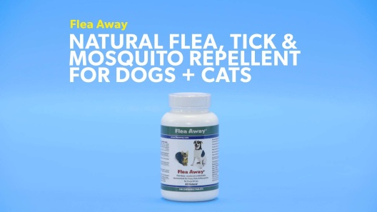 Play Video: Learn More About Flea Away From Our Team of Experts