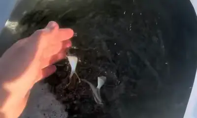 This is how a fishing day starts RIGHT ?