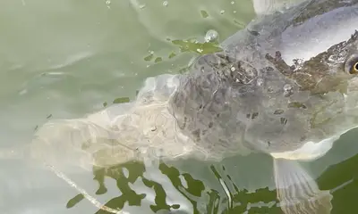 Port Richey Report Video 3