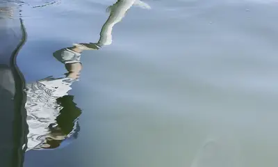 Dolphins and Island Hopping