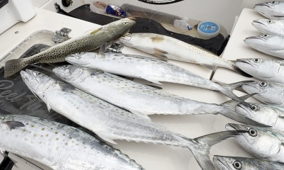 Sarasota Report Video 0