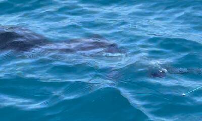 South Padre Island Report Video 0