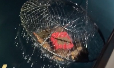 Los Angeles Report Video 0