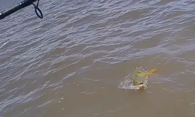 Tigre Report Video 2